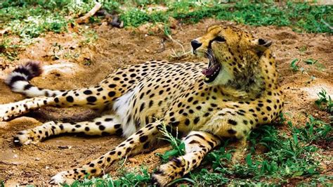 saudi arabia cheetah|Namibia Cheetahs In India: Latest News, Photos, Videos on Namibia.